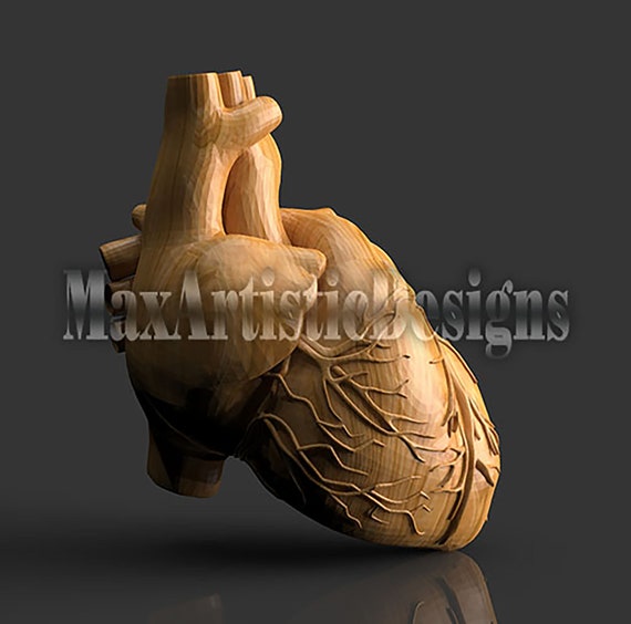 2 hearts human anatomy 3d stl designs for 3d printer machines