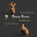 2 coeurs anatomie humaine 3d stl designs pour imprimantes 3d