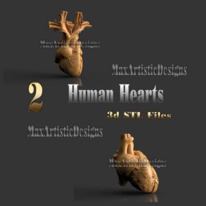 2 corazones anatomía humana 3d stl diseños para impresoras 3d