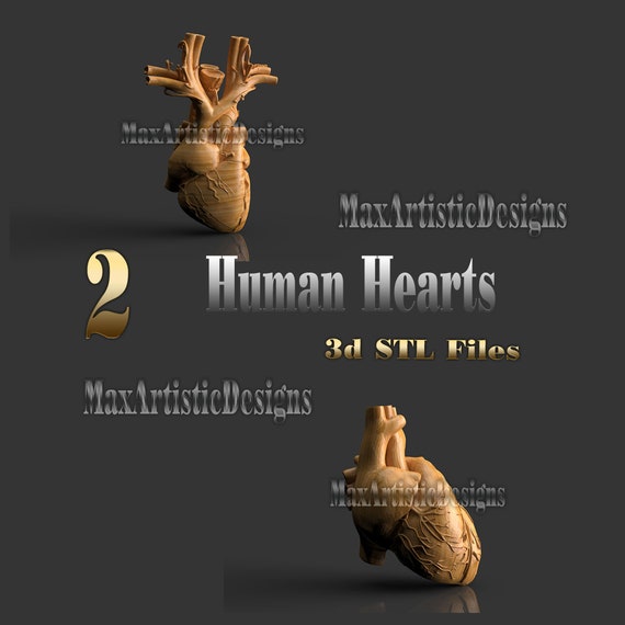 2 corazones anatomía humana 3d stl diseños para impresoras 3d